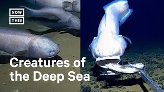 Unusual DeepSea Fish Found 6100 Meters Below Surface by Researchers [upl. by Abbey493]