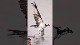 ospreys eagles ospreycam wildlife ospreyeurope [upl. by Grossman216]