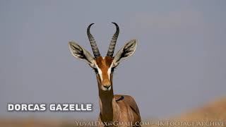 Dorcas Gazelle 4K  צבי הנגב [upl. by Osmen]