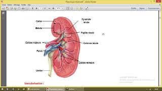 Physiologie rénale 1 généralités [upl. by Megan379]