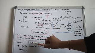 Pyruvate dehydrogenase complex deficiency and Pyruvate metabolism91 [upl. by Aliakim142]