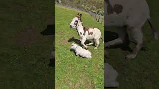 Donkey Grabs Baby Goat and Runs Around Field [upl. by Folly852]