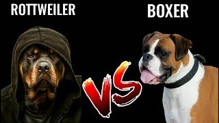 Rottweiler Vs Boxer  in Hindi  dog comparison  Dog Vs Dog  Rottweiler Vs Boxer [upl. by Adehsar938]