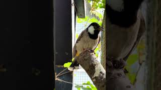 White eared bulbul  aviary birds [upl. by Ramsa]