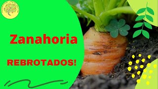 👍 Como sembrar ZANAHORIA 🥕  tu Huerto Truco para que brote Daucus carota cultivo organico [upl. by Pierce]