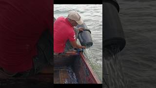 Fishing With Rubber Bucket In A River fish shorts [upl. by Neraj]