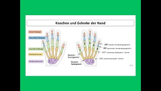 Knochen und Gelenke der Hand  Strahlentherapie Prof Hilke Vorwerk [upl. by Bogoch]