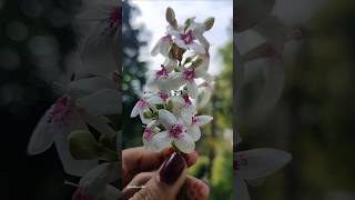 ചുട്ടിമുല്ലPseuderanthemum latifolium nature music song nature flowers love beautiful [upl. by Lovell]