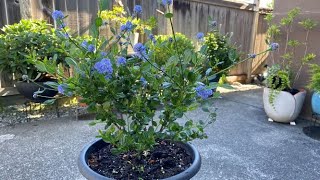 Soft Blue Blooms of California Lilac Victoria Ceanothus June 2 [upl. by Meadow]