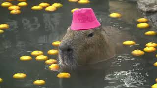 capybara masbro song for 1 hour 1 jam relaxing [upl. by Lahsiv]