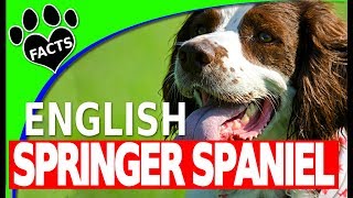 Top 10 Interesting Facts About Springer Spaniel Dogs 101 [upl. by Harrington]