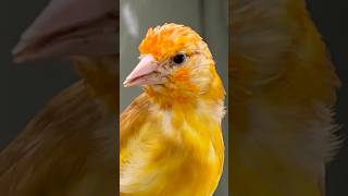 Goldfinch Goldfinches Carduelis  Aviary Birds birds bird nature animals pets carduelis [upl. by Jariv]