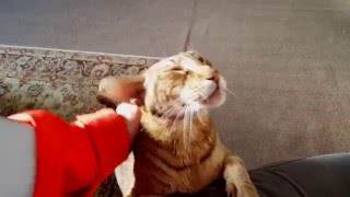 Oriental Cat enjoys the petting [upl. by Annekcm724]