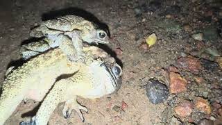 Three Frogs 😂  Frogs Mating  Amphibians  Wildlife  Nature [upl. by Greenman]