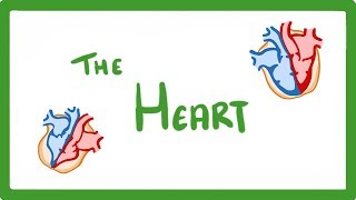 GCSE Biology  The Heart 23 [upl. by Aikemet]