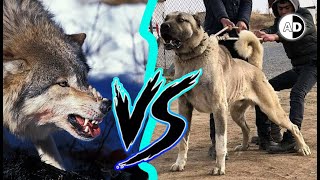 Kangal vs Grey Wolf Could the Strongest Dog Survive [upl. by Ical]