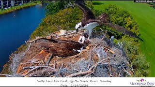 Moorings Park Osprey 13 03 2024 2  zmiana Harry z rybą dla Sally [upl. by Acinoj410]