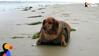 Obese Dachshund Loses 50 Pounds  OBIE  The Dodo [upl. by Karrie]