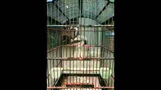 Burung cendet toed shorts hiburan kicaumania cendet burung [upl. by Enivid]