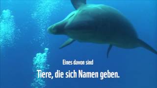 Wunder der Meere – Delfin [upl. by Eseilana245]