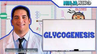 Metabolism  Glycogenesis [upl. by Ecnirp769]