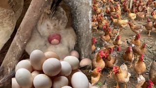 Mixing food for egglaying chickens How to treat coccidiosis in chickens  Chicken Farm [upl. by Pirri]