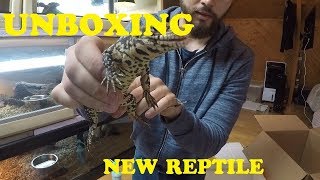 UNBOXING NEW REPTILE un lézard qui deviendra grand [upl. by Lek]