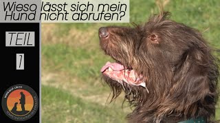 Hundeerziehung „Bindung“ Geheimrezept für den Abruf  Hundeschule UB [upl. by Ettenor345]