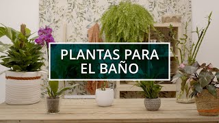 Plantas para el baño  Verdecora [upl. by Matazzoni389]