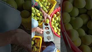 Fruit size measurement process Good tools and machinery can increase work efficiency [upl. by Massarelli281]