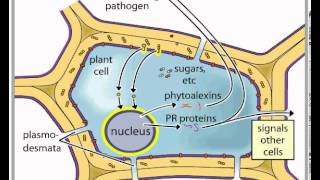 Signaling Plant Pathogen [upl. by Rbma]