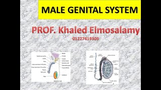 Histology of testis 1  Male genital system [upl. by Wanda]