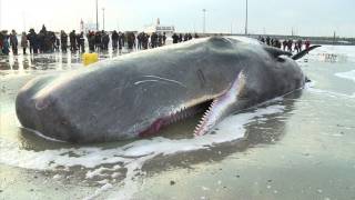 Un cachalot meurt après sêtre échoué sur une plage en Belgique [upl. by Radack]