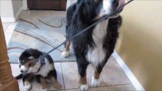 Bernese Mountain dog walking puppy [upl. by Aicetel585]