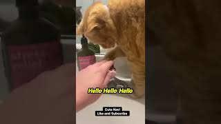 Get ready to ROFL with the funniest furry friends 🐾😂 funny funnypets cat pets dog doglover [upl. by Schroder175]