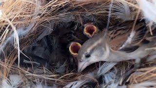 sparrow Birds Feed the baby in the nest well  Review Bird Nest [upl. by Enoryt]