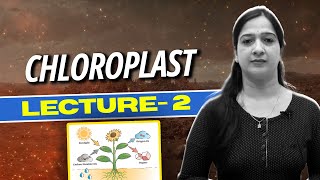 2 Chloroplast l Structure  Function amp Alignment lPhotosynthesis in Higher Plants l NEET l Class11 [upl. by Pacifica]