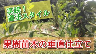 【道法スタイル】実践！果樹苗木の垂直仕立て [upl. by Staw]