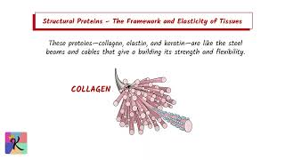 The Extracellular Matrix The Cellular Landscape [upl. by Orji]