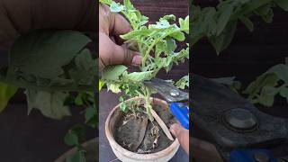 how grafting technique tomato plant shorts viral youtubeshorts [upl. by Atsyrk]