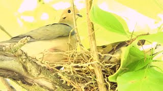 Mourning Doves Build a Nest [upl. by Sirrom]