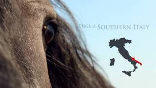 Meet Carletto the Murgese horse [upl. by Lida167]