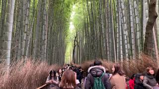 Arashiyama Bamboo Grove Kyoto Japan Tour Hd [upl. by Nylesoy]