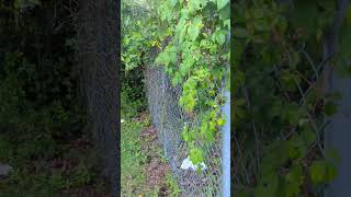 Greenbrier Smilax Berries Foraging Not Peppervine nor Virginia Creeper Vine Plant Identification [upl. by Letnwahs]