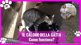 Gatta in calore cosa fare [upl. by Zillah]