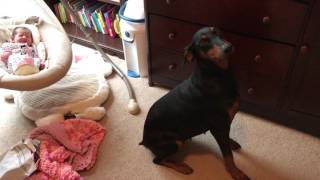 Doberman protecting newborn baby [upl. by Waltner]