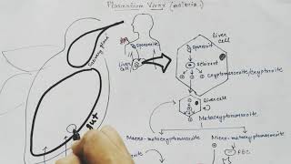 Plasmodium vivax life cycle Hindi Malaria [upl. by Dwinnell]