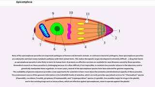 Apicomplexa [upl. by Esilehc]