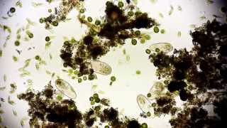 Pantoffeltierchen Rudel  Paramecium  Leben im Wassertropfen  microcosmos in Full HD [upl. by Acinom]