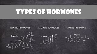 Types of Hormones  Human Physiology [upl. by Sheets]